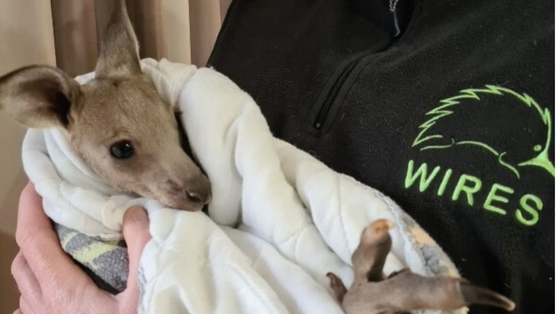 A 24/7 Emergency Rescue Service dedicated to wildlife - thanks to you.