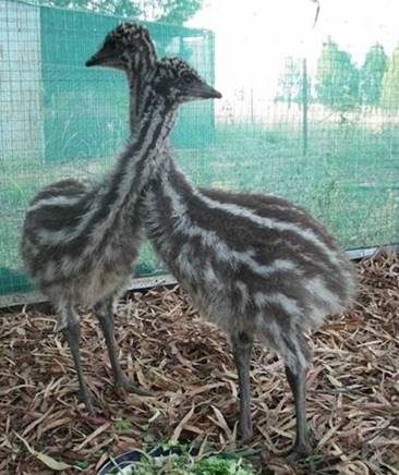 NSW's native animals need more lifesavers this summer