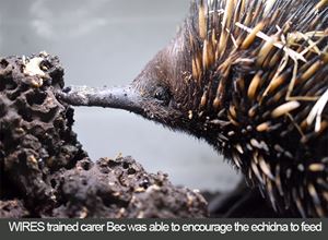 How to rescue an echidna