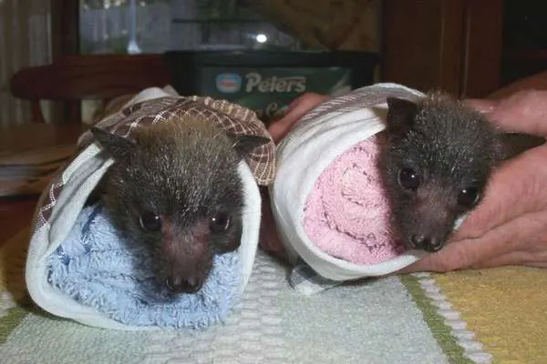 Successful rescue stands the test of time!