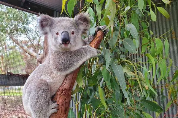 Your support is enabling critical help for koalas