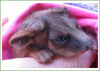 Ringtail Joey