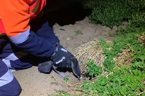 Safe-guarding short-tailed Shearwaters on Phillip Island