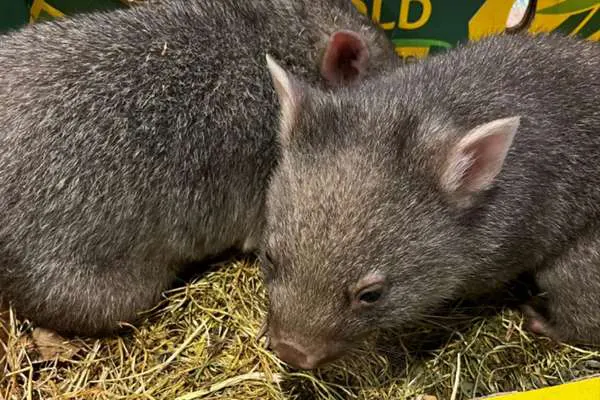 You helped rescue orphaned wombats