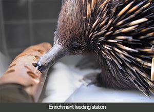 How to rescue an echidna