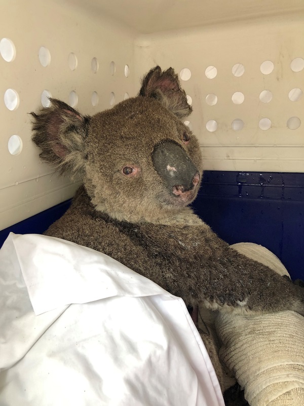 Koala Rescued from Tragic Fires
