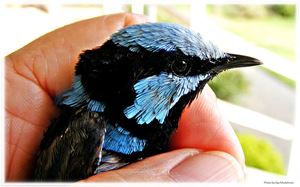 Web catches Superb Fairy Wren