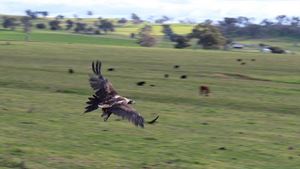 Wedge-tailed eagle rescued and released