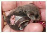 Feathertail Gliders