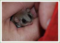 glider-lucky-to-survive	