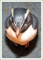 Rare penguin rescue and release 