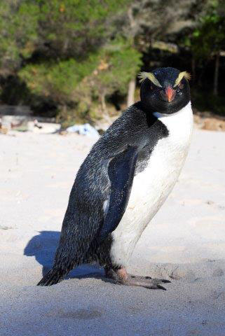 Fiordland Penguin