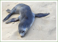 Fur Seal - Sleeps off a long swim