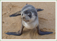 Fur Seal - Sleeps off a long swim