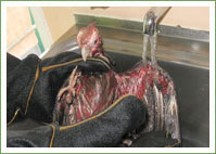 Flood Rescue - Galahs