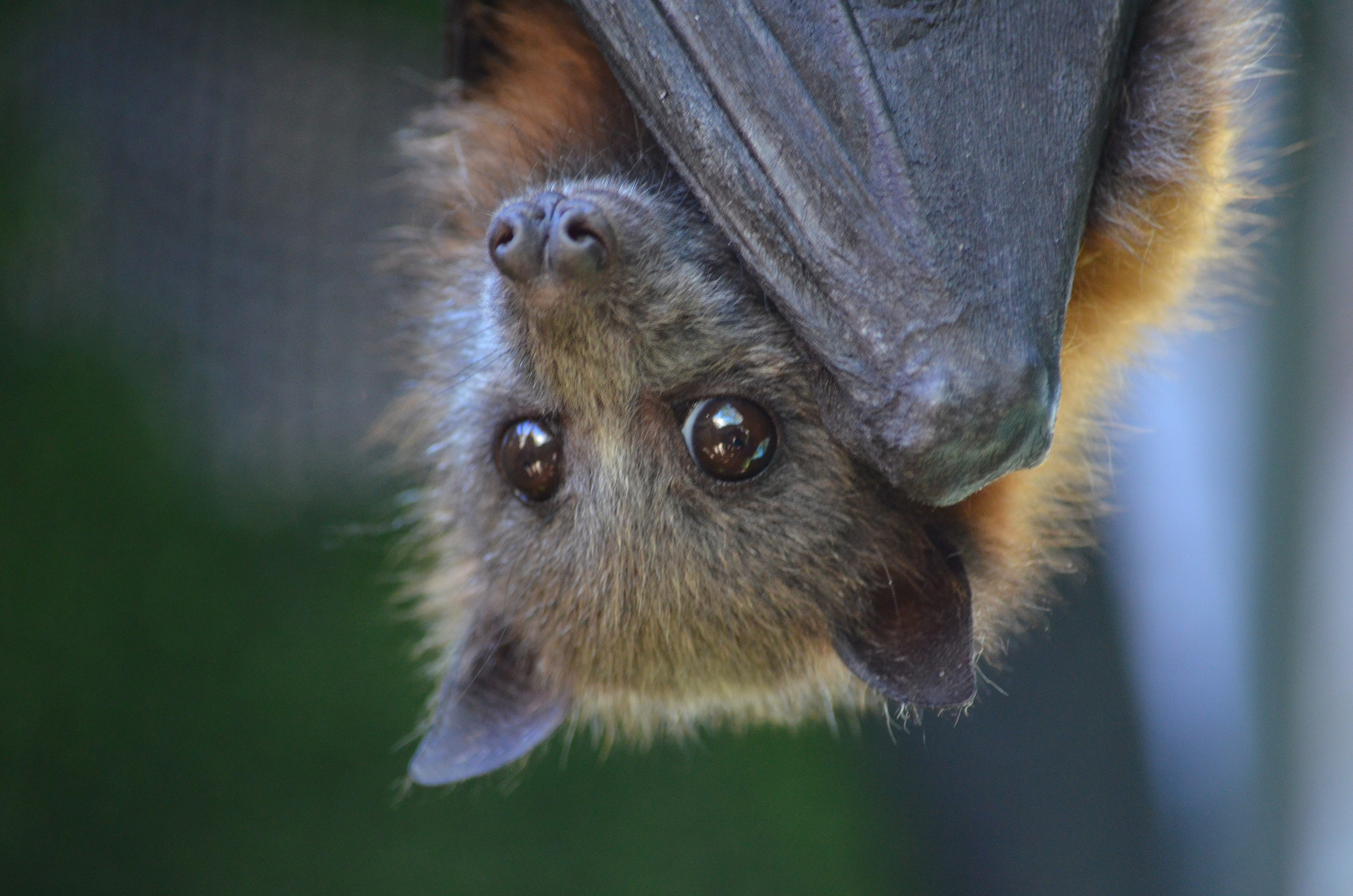 Flying Fox Toxic Paralysis
