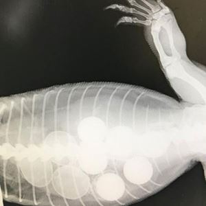 Goanna swallows six golf balls!