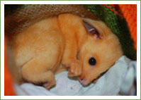Golden Brushtail joey