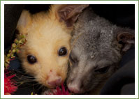 Golden Brushtail Update