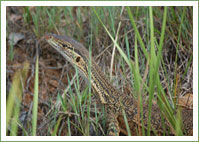 Gould's goanna