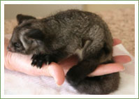 Rare rescue of young Greater Glider 