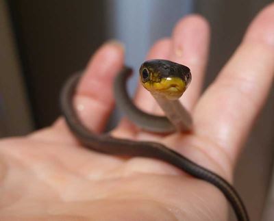Hatching a Green Tree Snake