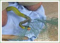 Green Tree Snake