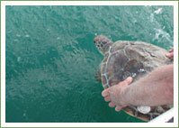 Green Turtle released on Central Coast