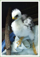 Grey Goshawk Chick