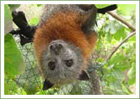 Grey-headed flying fox with divine intentions