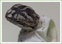 Bearded Dragon Hatching