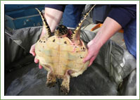 Helping hands for Hawksbill Turtle 