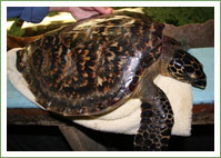 long-term-patient-released-in-the-far-south	