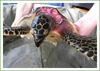 Helping hands for Hawksbill Turtle 