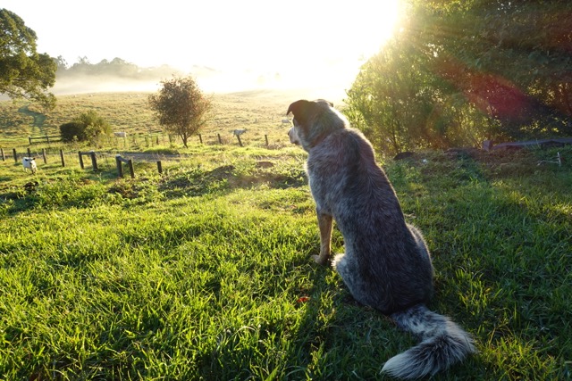 Hayla is much more than man’s best friend!