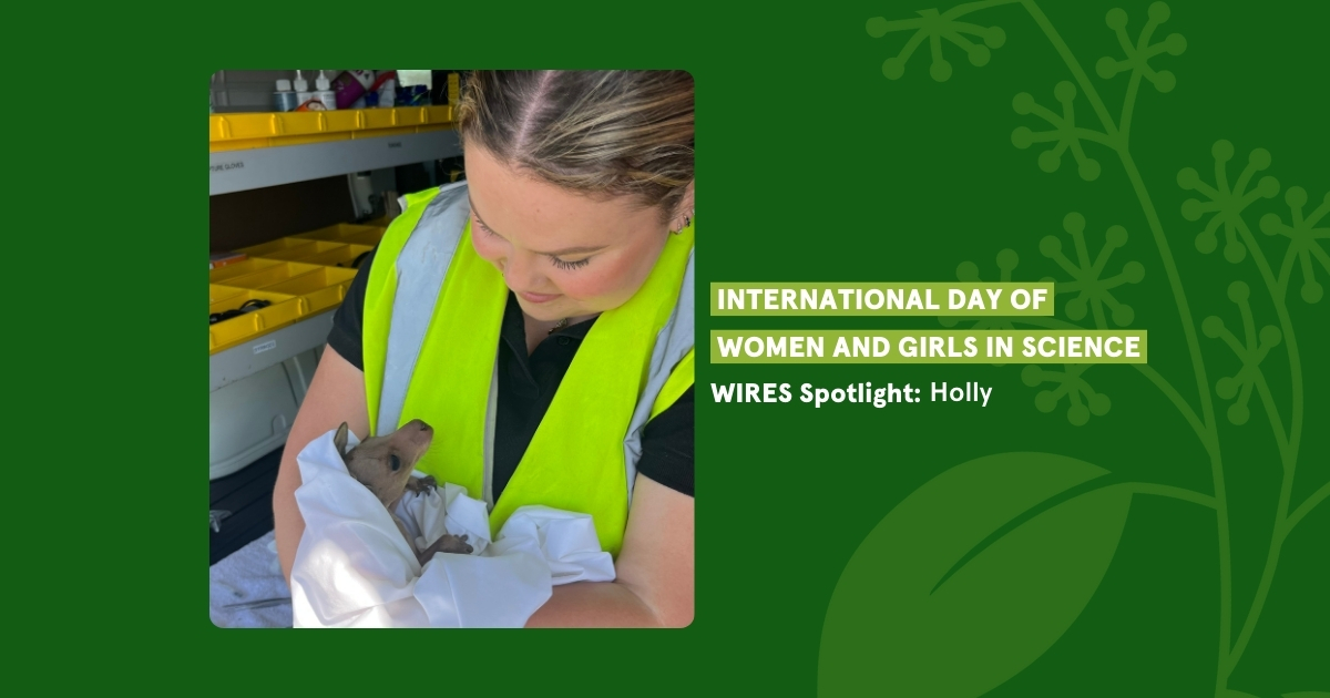 Celebrating Women in Science: The Journey of Holly, Wildlife Conservationist and WIRES Team Member