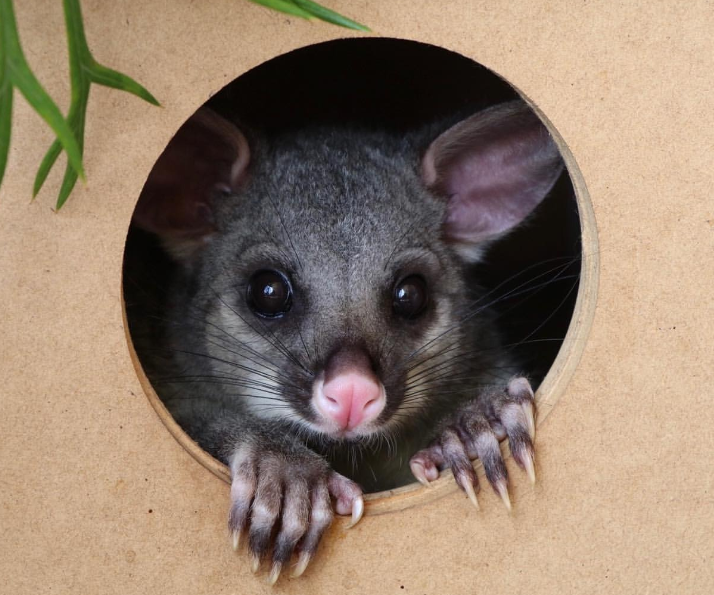 Brushtail Possum