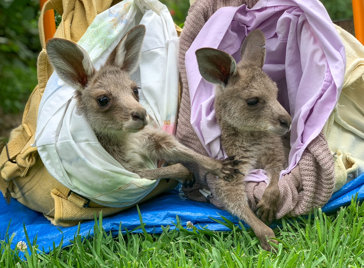 What it takes to rehabilitate for the wild