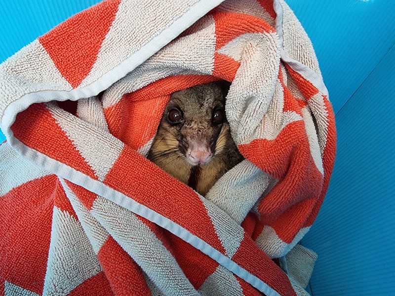Australian Floods - Wildlife Assistance Advice