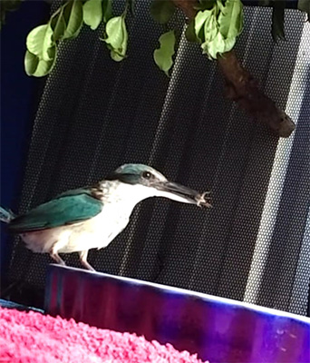 Sacred Kingfisher