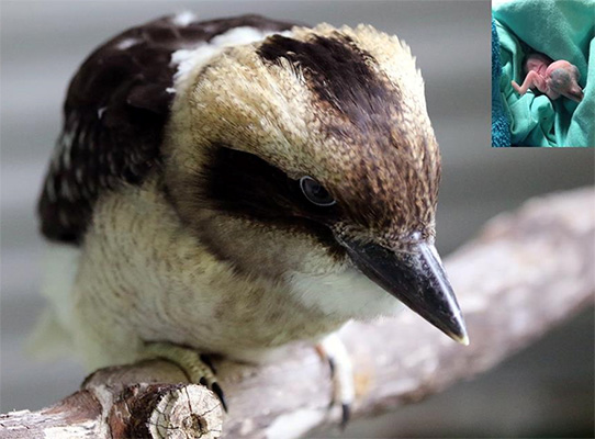 Baby Kookaburra