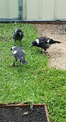 Magpies