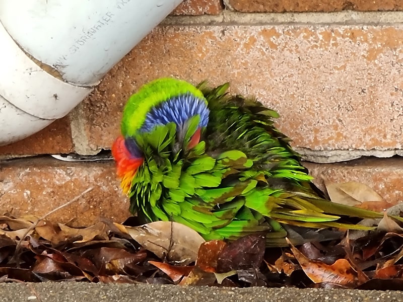 Australian Floods - Wildlife Assistance Advice