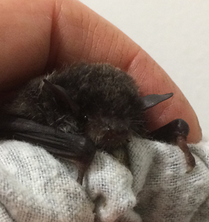 'Jatz' - Vulnerable Southern Myotis