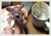 Jellybean - Possum Rescue & Recovery