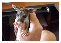 Jellybean - Possum Rescue & Recovery