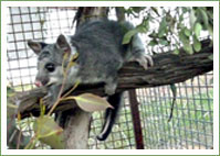 Jellybean - Possum Rescue & Recovery