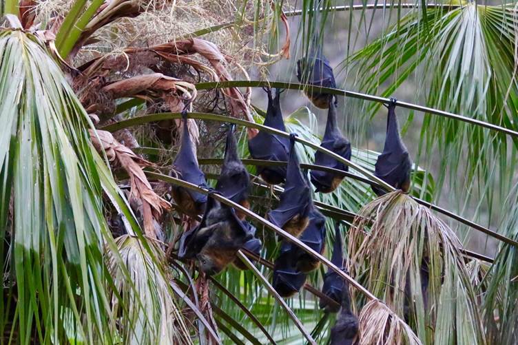 Flying-fox Dispersal Causes Unnecessary Distress