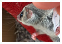 Eastern Pygmy-possum rescued by school students