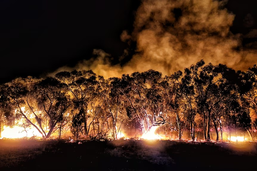 Devastation for Victoria with Grampian Bushfires